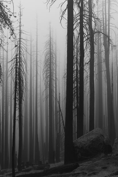 Foggy Trees - a Photographic Art Artowrk by Lori Wivart